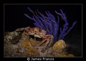 When I night dive in Cozumel I always see these big coral... by James Francis 